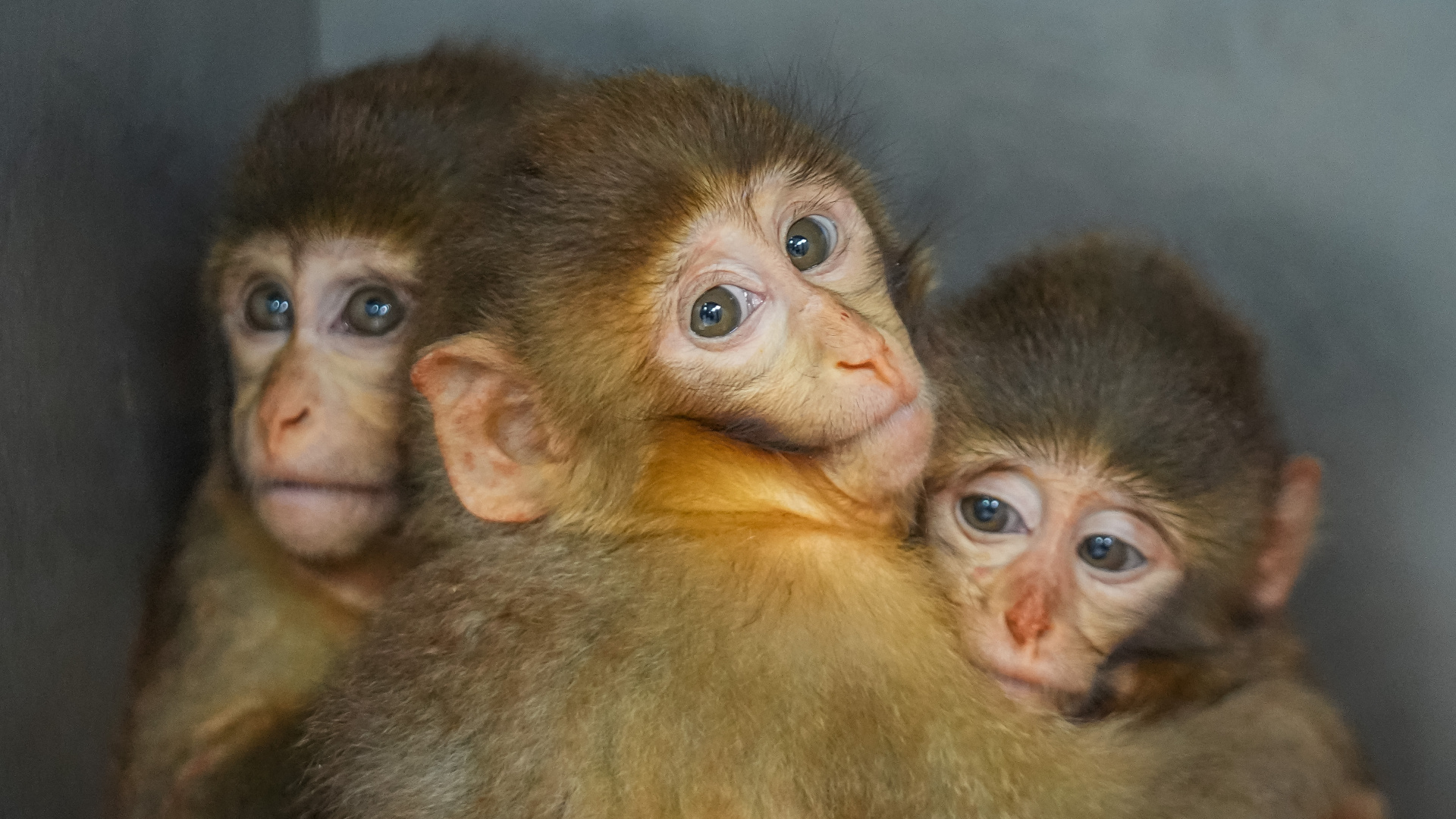 Son dakika: Yasa dışı barındırılıyorlardı... Kurtarılan 3 Makak yavrusuna özenle bakılıyor | Son dakika haberleri