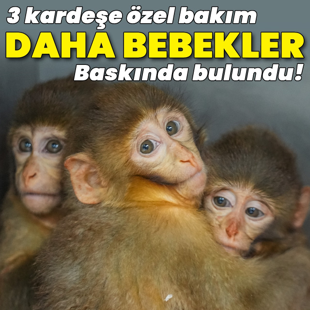 Makak maymunlarına özenle bakılıyor