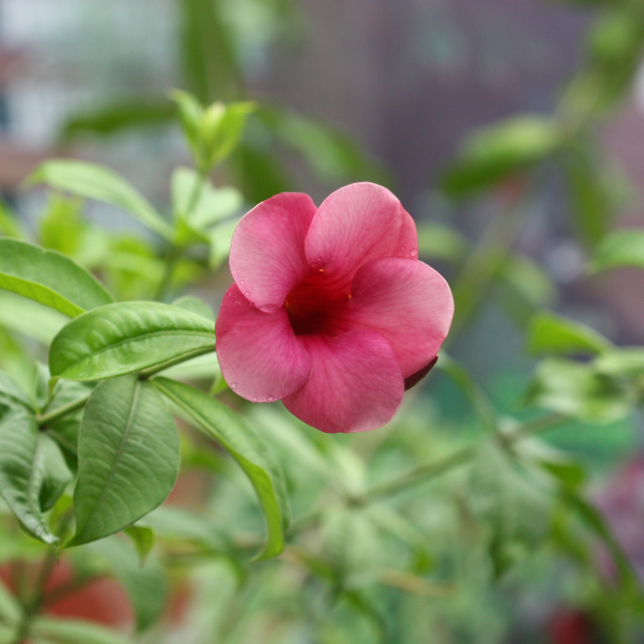 İlk Cemre düştü mü?
