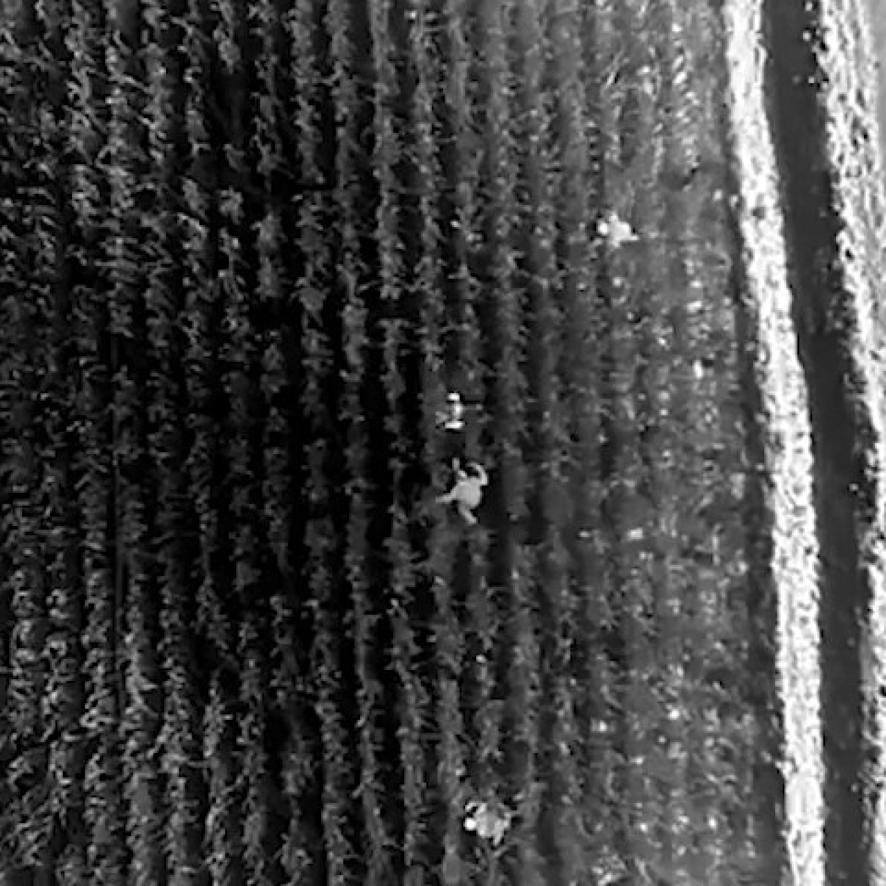 Pusu vahşetinde şüpheliler drone ile yakalandı!