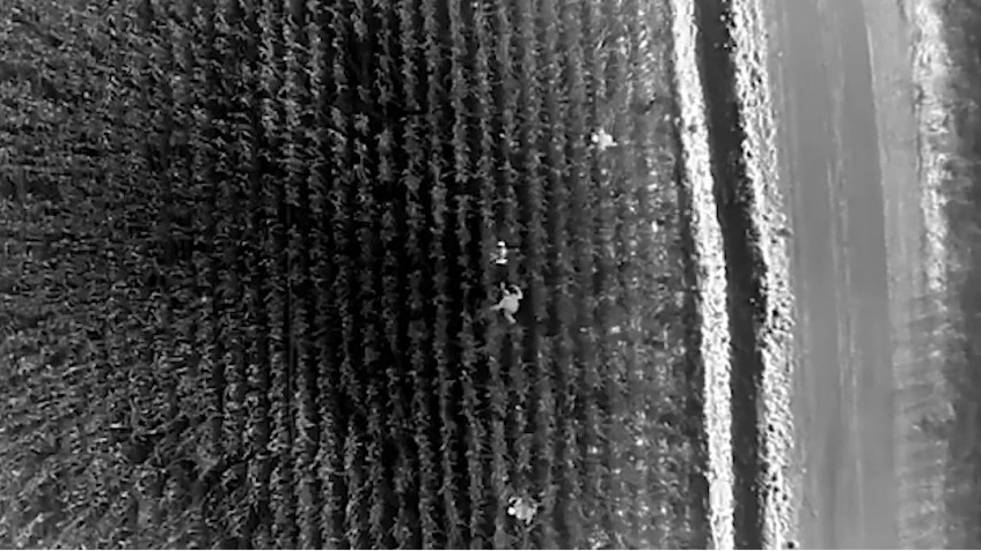 Pusu vahşetinde şüpheliler drone ile yakalandı! | Son dakika haberleri