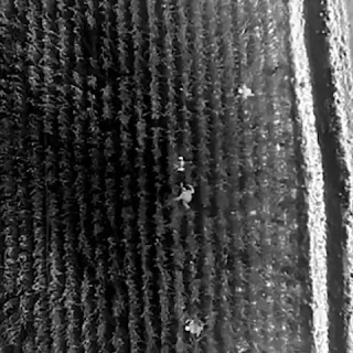 Pusu vahşetinde şüpheliler drone ile yakalandı!