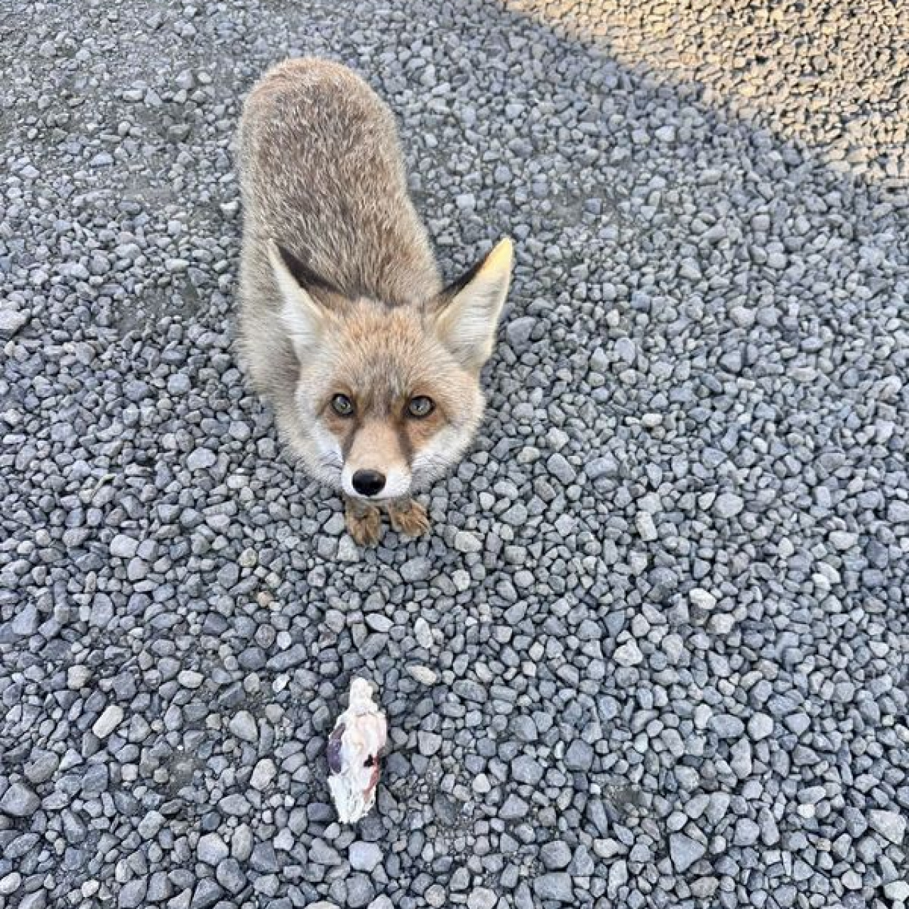 Atış poligonuna gelen 'Barut'la polislerin dostluğu