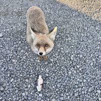 Atış poligonuna gelen 'Barut'la polislerin dostluğu