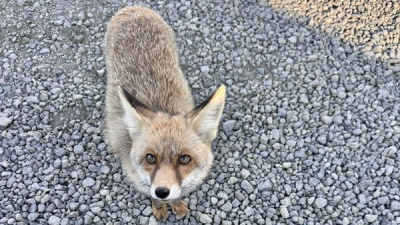 Atış poligonuna gelen 'Barut'la polislerin dostluğu