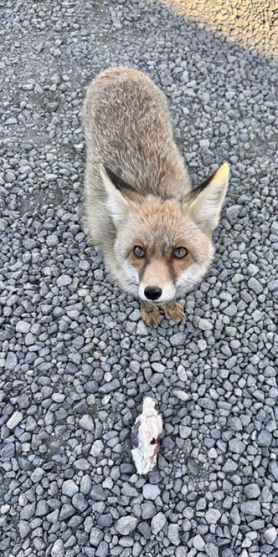 Atış poligonuna gelen 'Barut'la polislerin dostluğu
