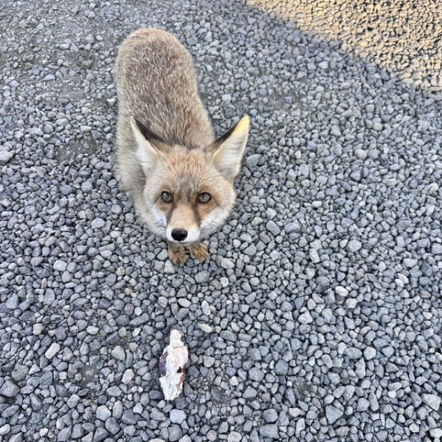 Atış poligonuna gelen 'Barut'la polislerin dostluğu
