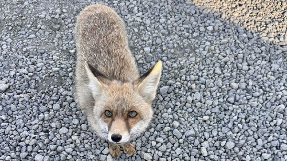 Atış poligonuna gelen 'Barut'la polislerin dostluğu