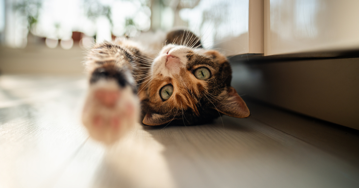 Kanser tedavisinde yeni umut evcil kediler