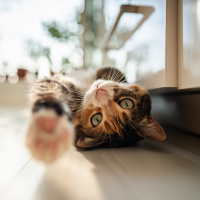 Kanser tedavisinde yeni umut evcil kediler