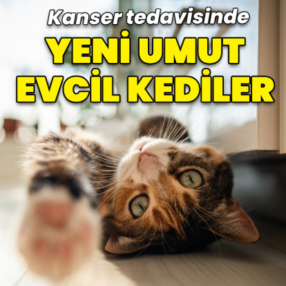 Kanser tedavisinde yeni umut evcil kediler