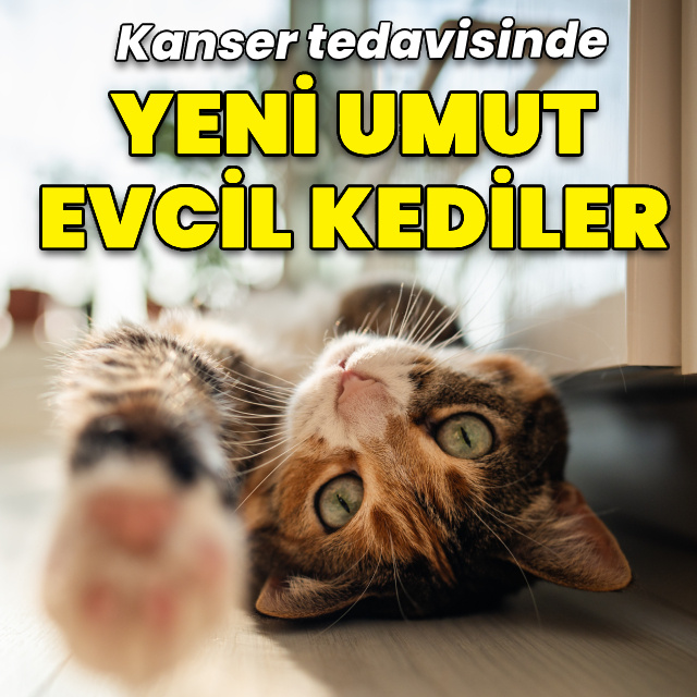Kanser tedavisinde yeni umut evcil kediler