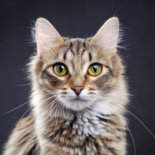 Kanser tedavisinde 'kedi' dönemi!