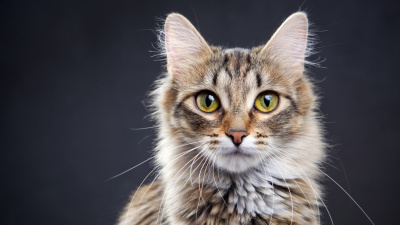 Kanser tedavisinde 'kedi' dönemi!