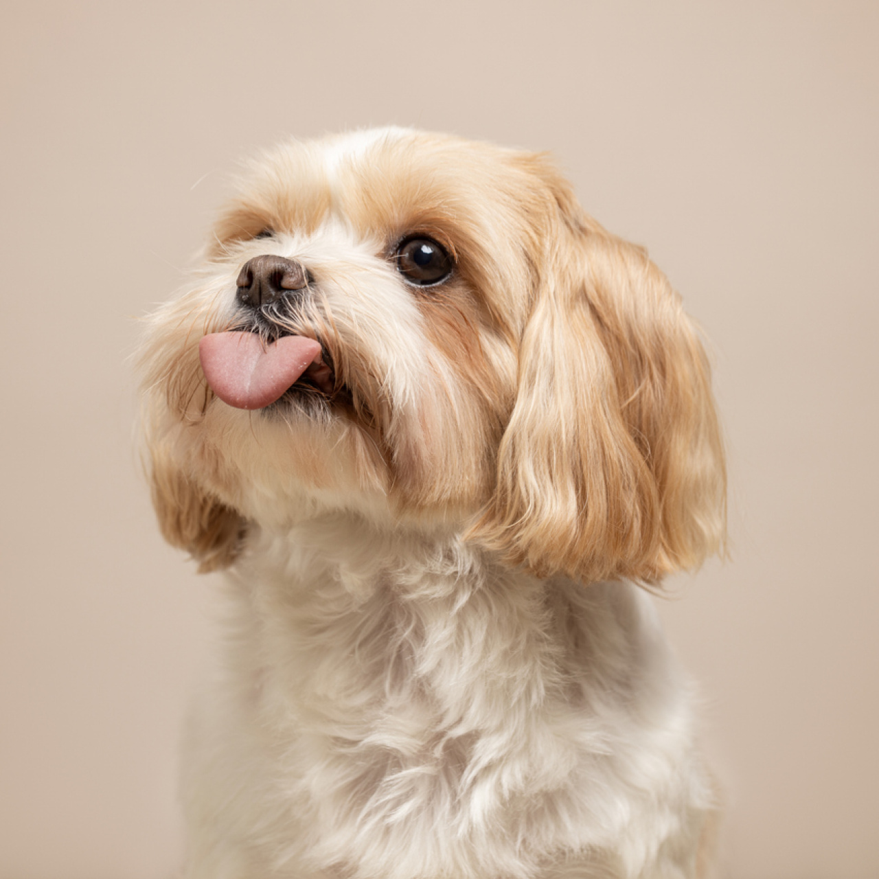 15 ırk büyük risk altında!