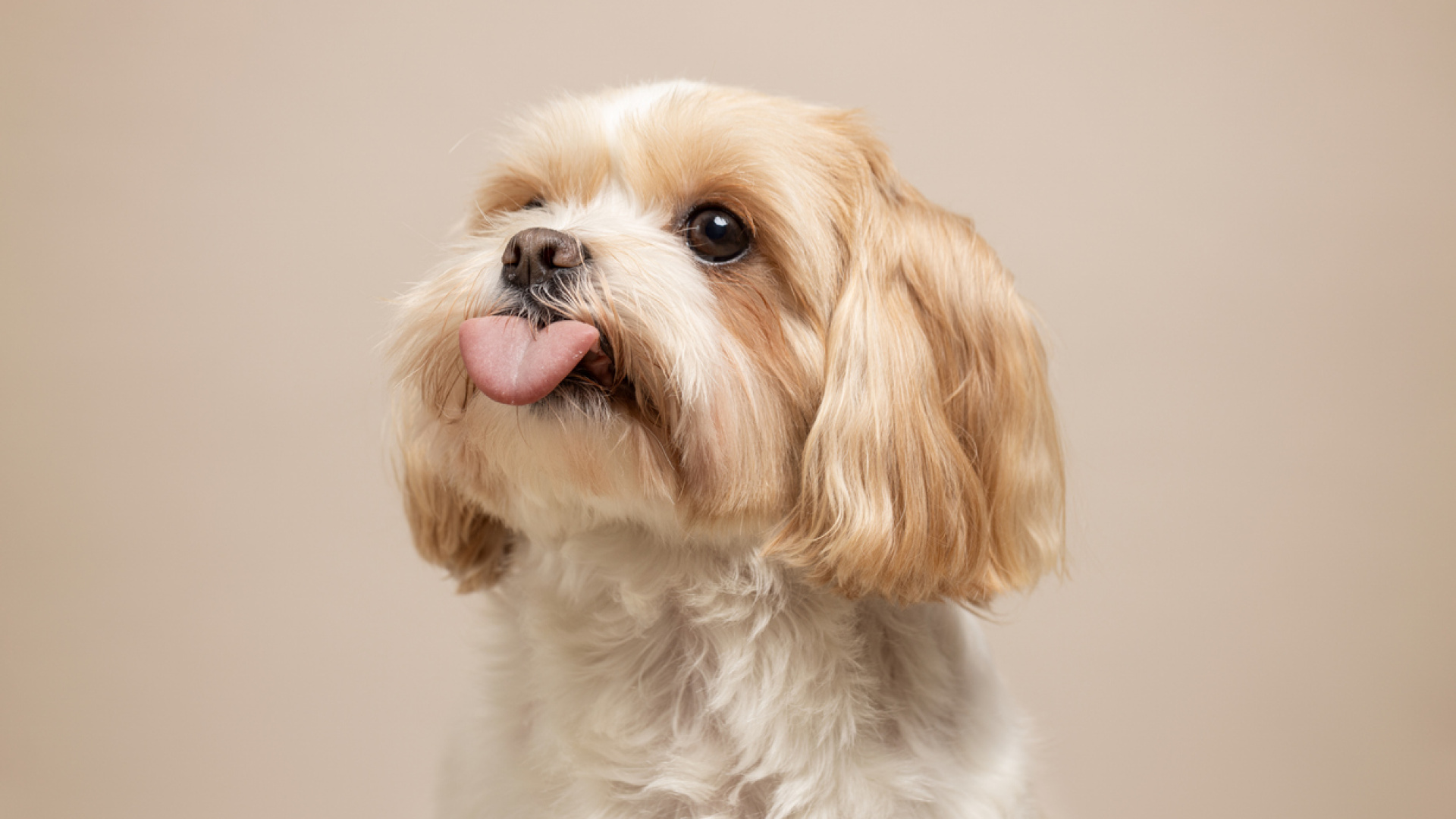 Sevimlilik uğruna sağlıklarından oluyorlar! Uzmanlar açıkladı: Bu köpek ırkları ciddi solunum problemleriyle karşı karşıya!