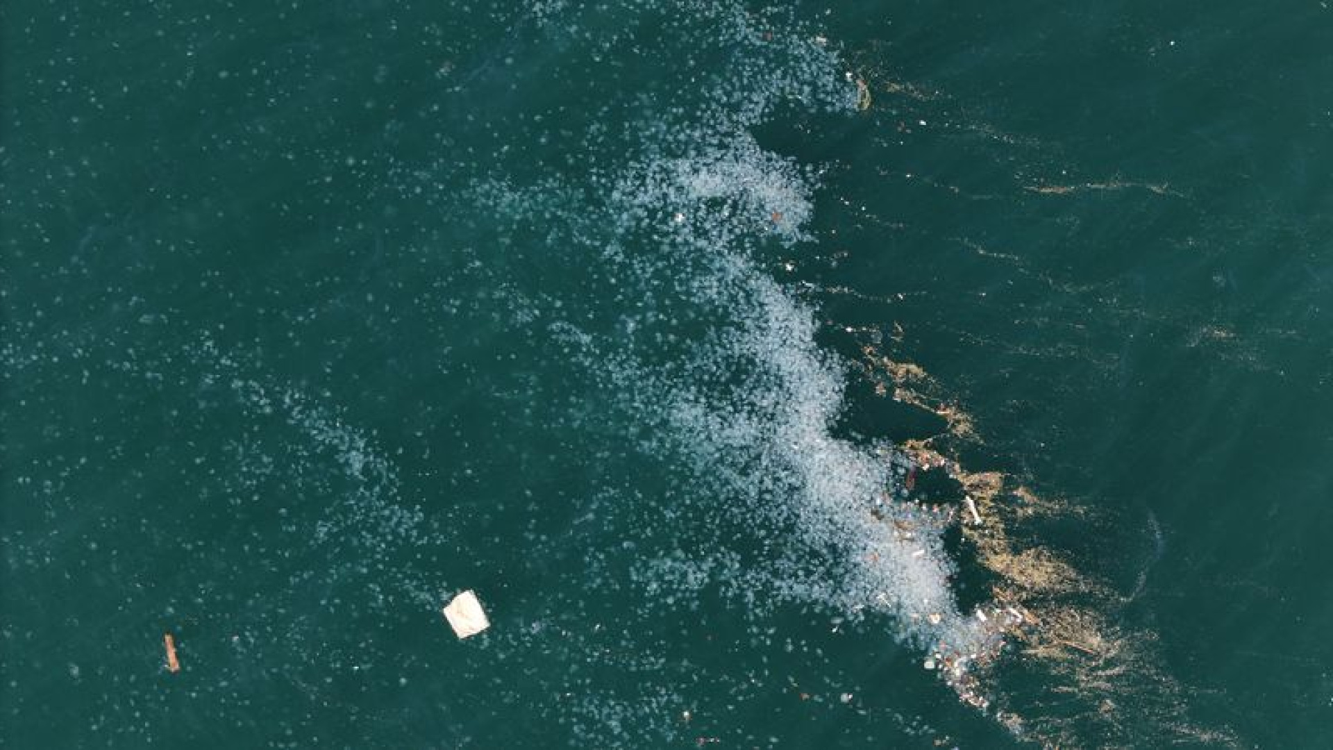 Boğaz’da alarm veren görüntü: Kirlilik denizanasını yüzeye çıkardı | Son dakika haberleri