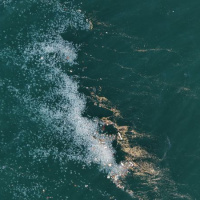 Kirlilik denizanasını yüzeye çıkardı