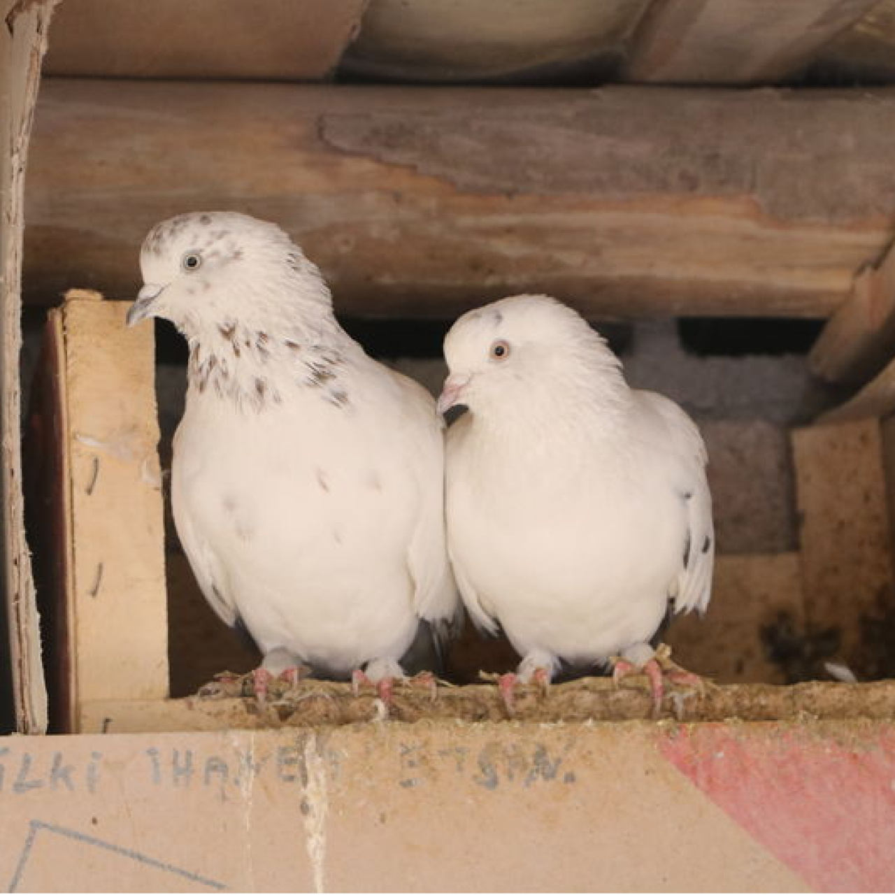 Babasından miras kaldı! Damda besliyor