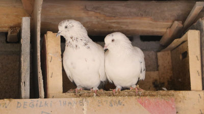 Babasından miras kaldı! Damda besliyor