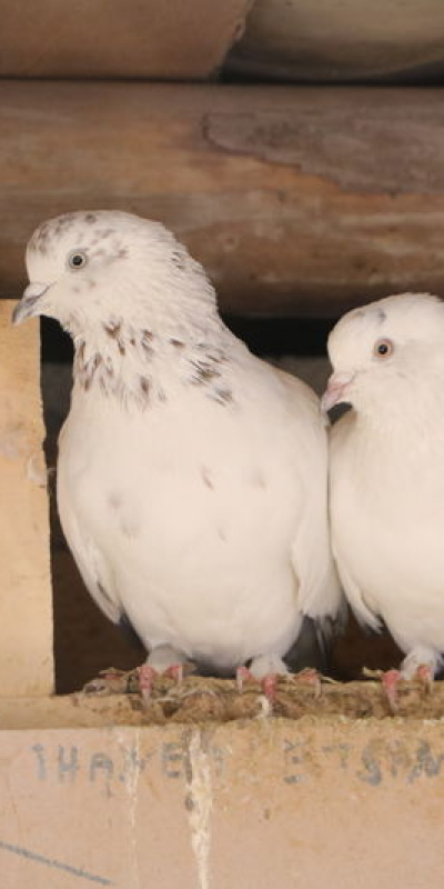 Babasından miras kaldı! Damda besliyor