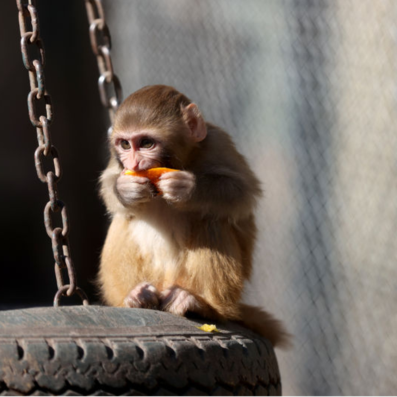 Polis kurtardı! Portakal 'yetimler barınağı'nda