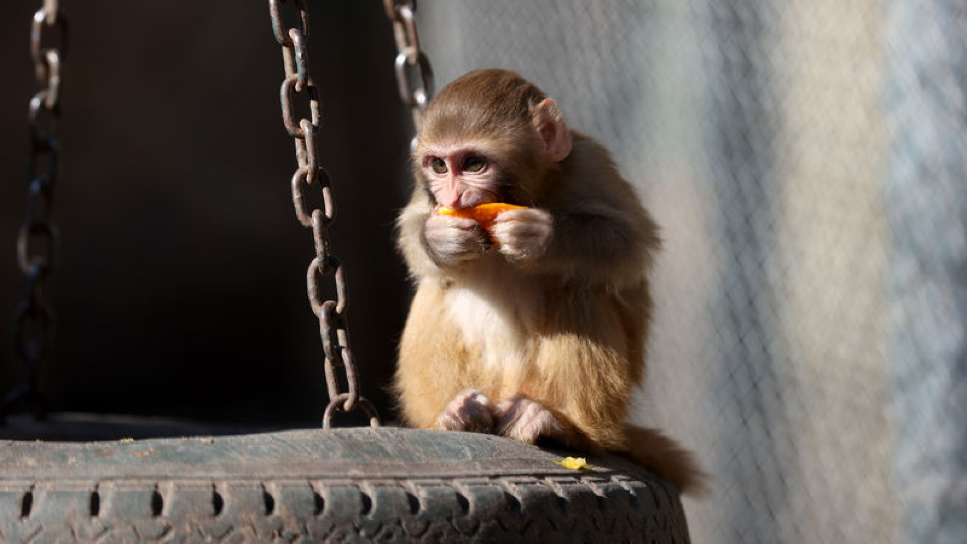 Uyuşturucu operasyonunda kurtarıldı! Portakal 'yet…