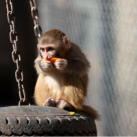 Polis kurtardı! Portakal 'yetimler barınağı'nda
