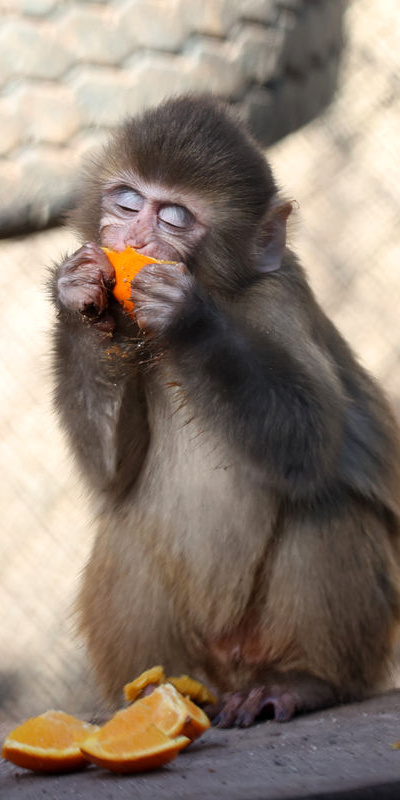 Polis kurtardı! Portakal 'yetimler barınağı'nda