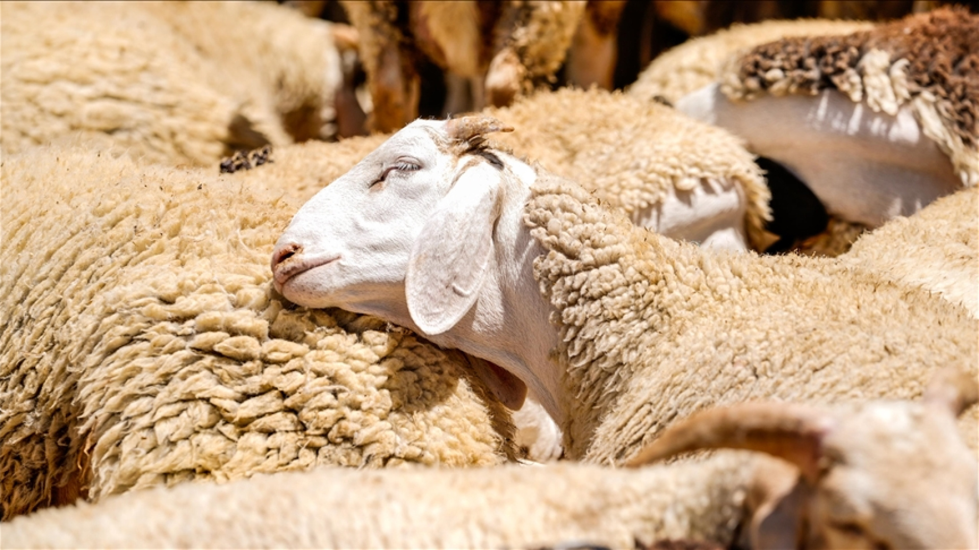 Kurban Bayramı tarihi: 2026 Kurban Bayramı hangi günlere denk geliyor, bayram tatili kaç gün sürecek?