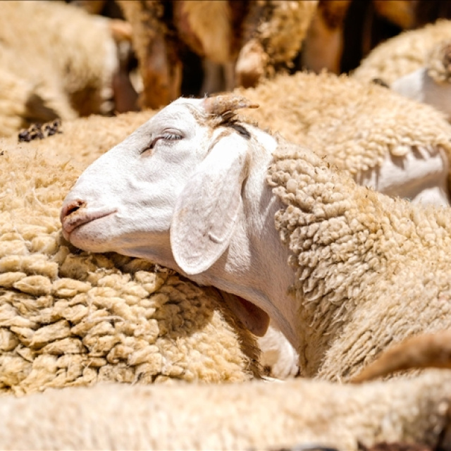 Kurban Bayramı tatili kaç gün sürecek?