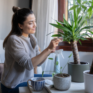 Evde bitki: Dekor mu, terapi mi?