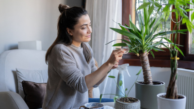 Evde bitki: Dekor mu, terapi mi?