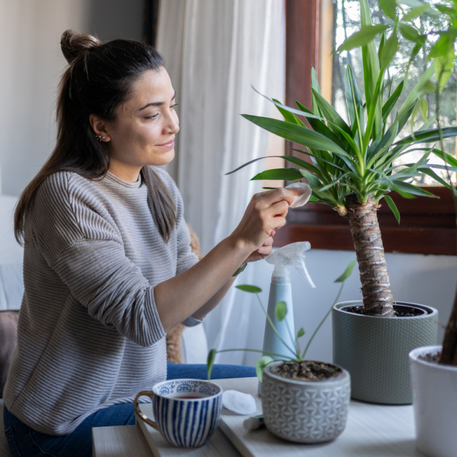 Evde bitki: Dekor mu, terapi mi?