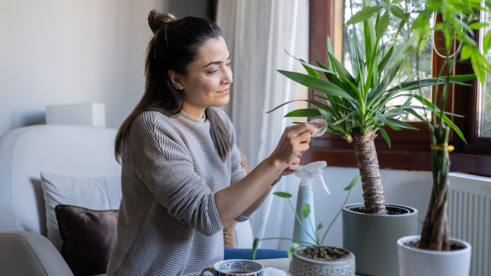 Evde bitki: Dekor mu, terapi mi?