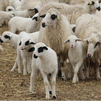 Kırsalda bereket projesi başlıyor