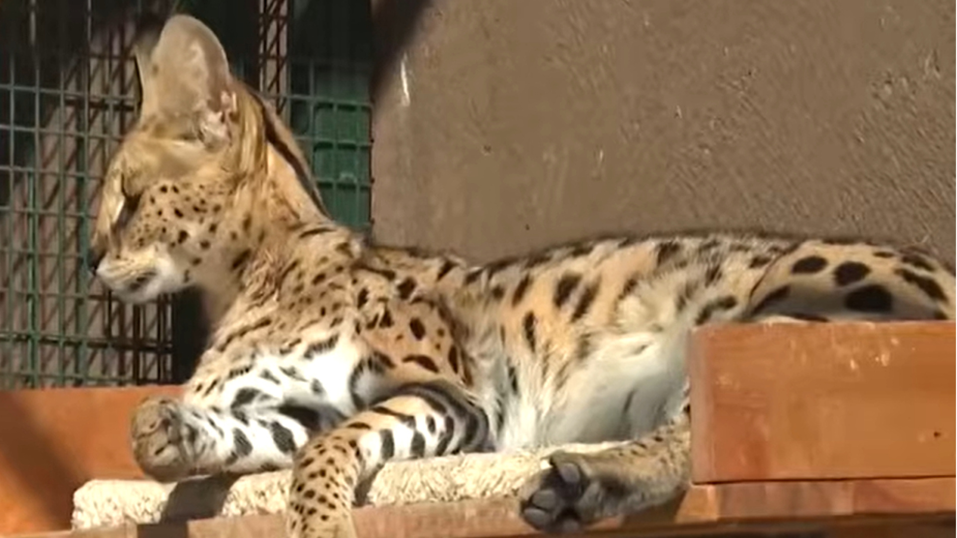 İstanbul'da yaşandı! Vahşi hayvanı ev kedisi yaptı! | Son dakika haberleri