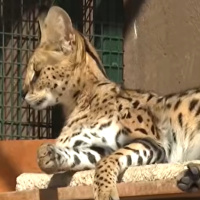 Vahşi hayvanı ev kedisi yaptı!