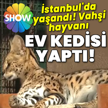Vahşi hayvanı ev kedisi yaptı!