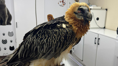 Takip cihazı takılarak doğaya salındı