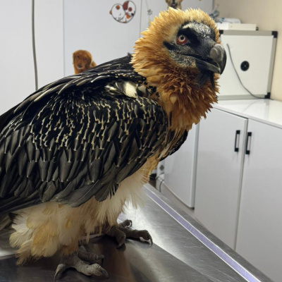 Takip cihazı takılarak doğaya salındı