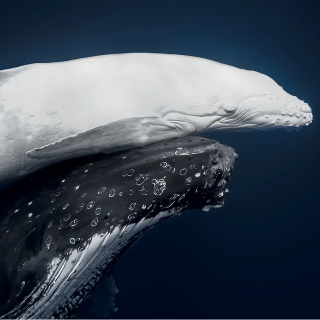 Anne ile yavrusunu ölümsüzleştirdi! Birinci seçildi