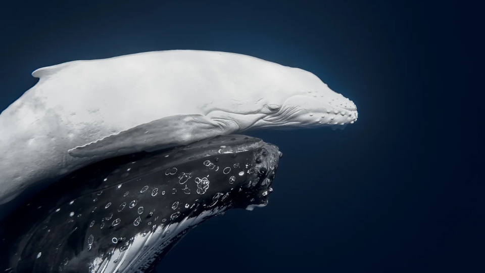 Anne ile yavrusunu ölümsüzleştirdi! Birinci seçildi