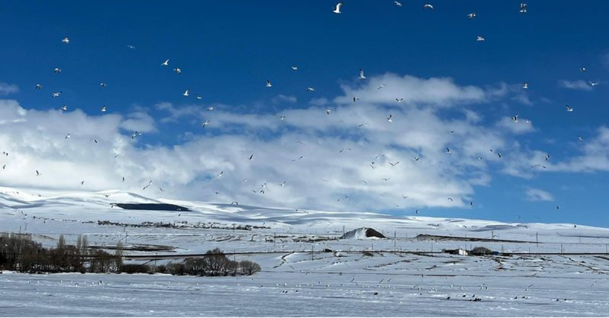 'Çıldır Gölünde Erken Martılardan Buzla Karşılaşma'