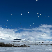 Çıldır Gölü'ne erken gelen martılar, buzla karşılaştı!