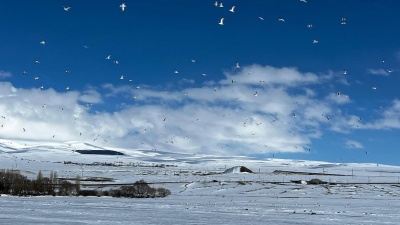 Çıldır Gölü'ne erken gelen martılar, buzla karşılaştı!