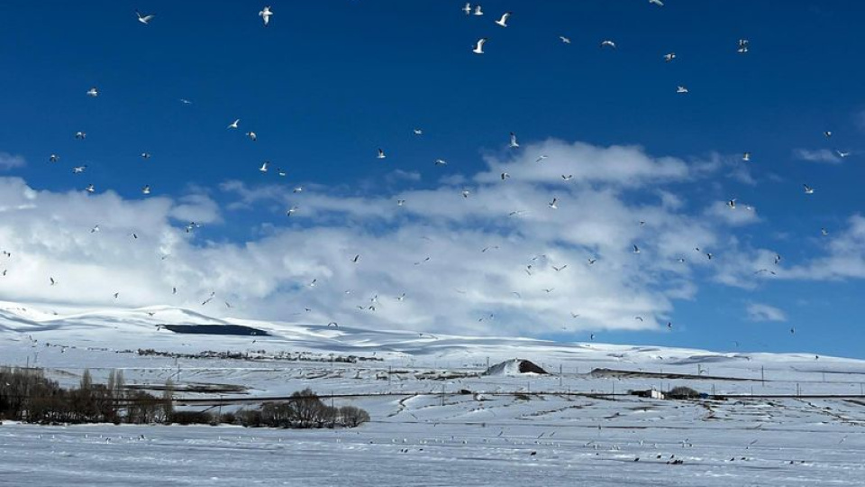 Çıldır Gölü'ne erken gelen martılar, buzla karşılaştı!