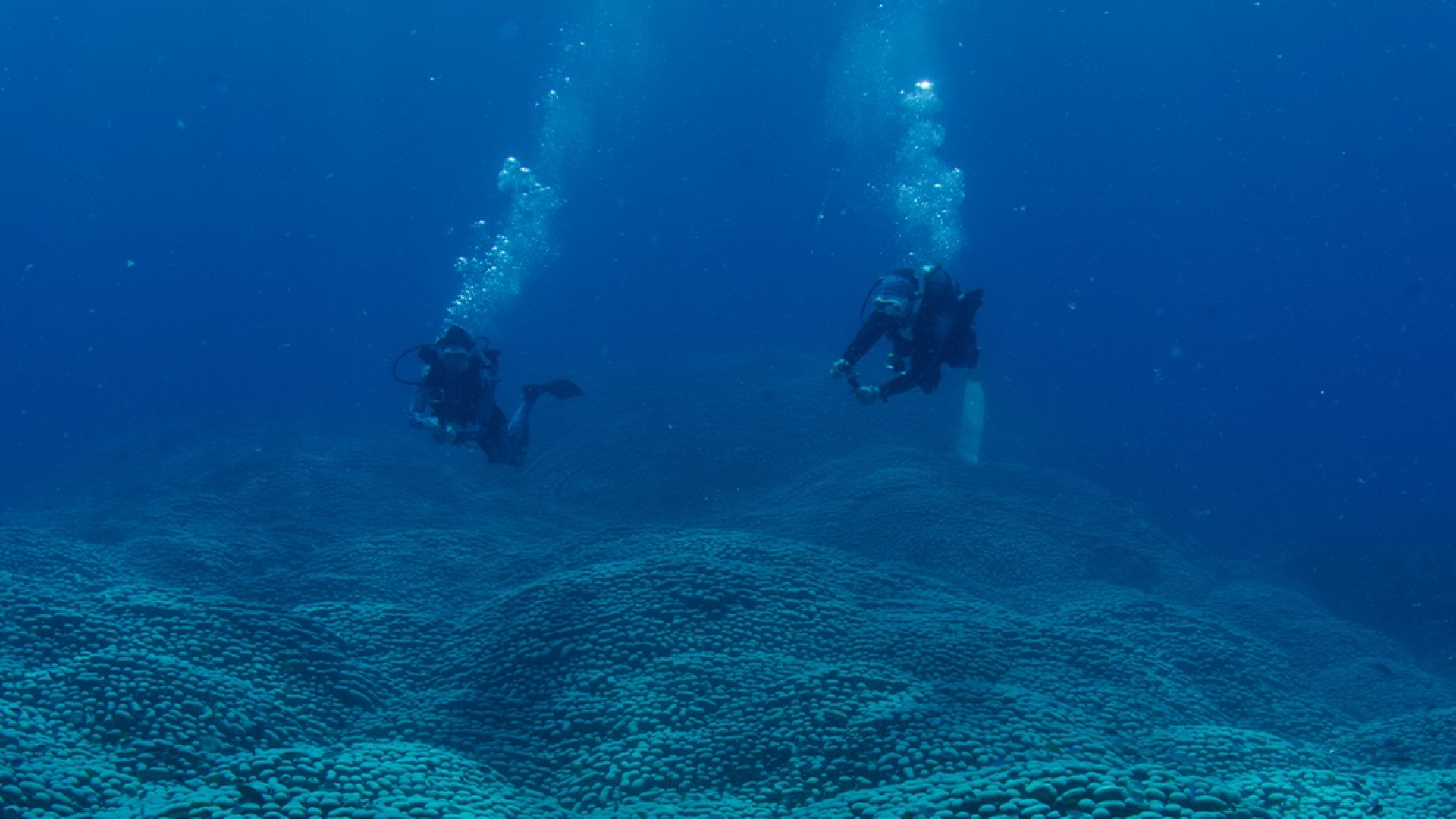 Avustralya açıklarında dünyanın en büyük mercan kolonisi keşfedildi