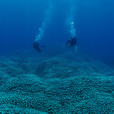 Anne - kız keşfetti! Dünyanın en büyüğü
