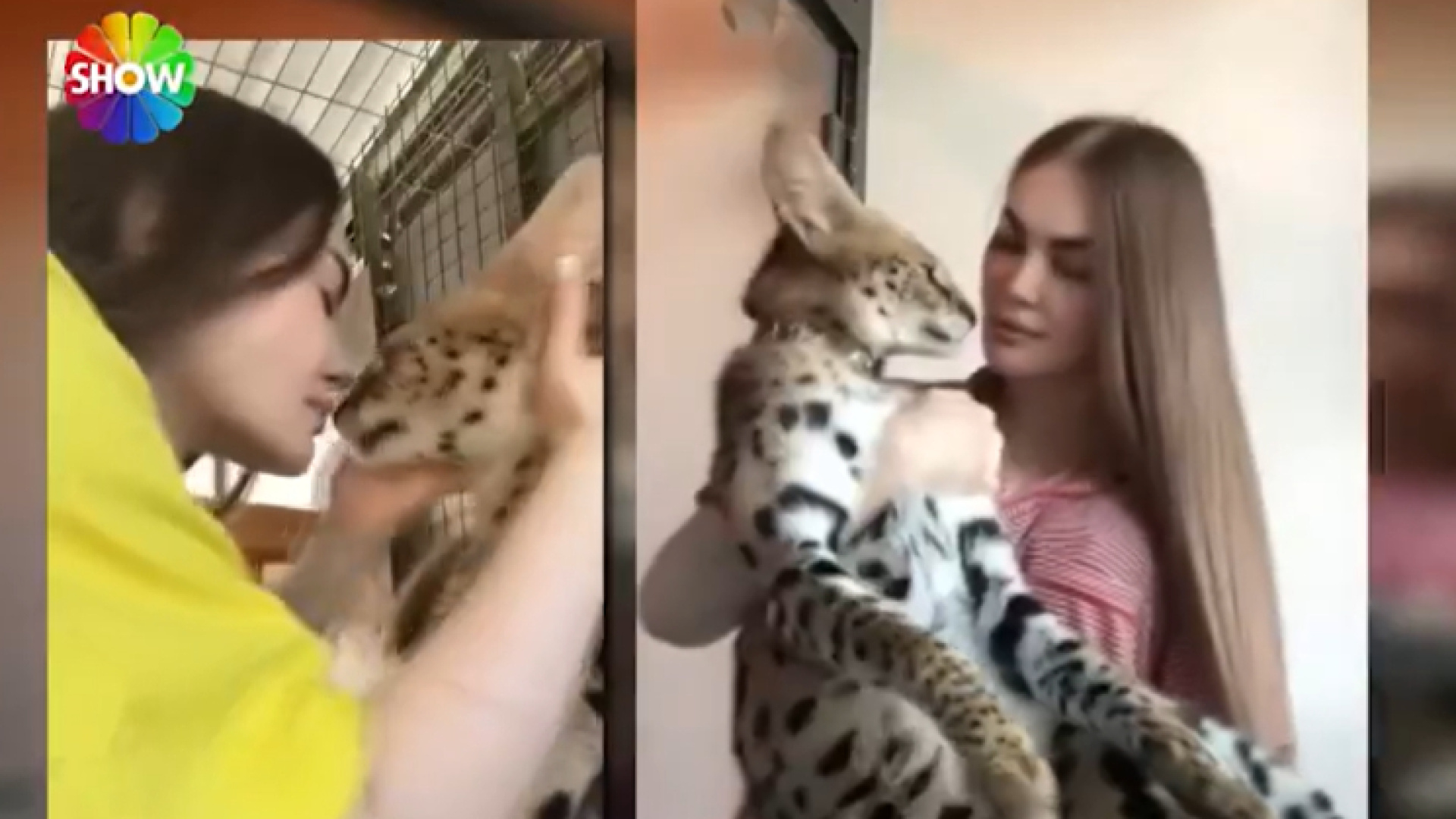 Simba'nın Ukraynalı Sahibi Adelina Zelenskaia Konuştu: 'Evladım Gibiydi, Geri İstiyorum'